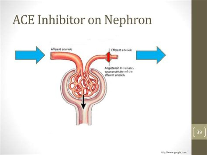 Are ACE inhibitors nephrotoxic?