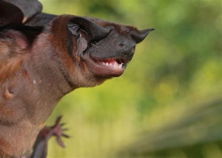 Are bats like dogs?