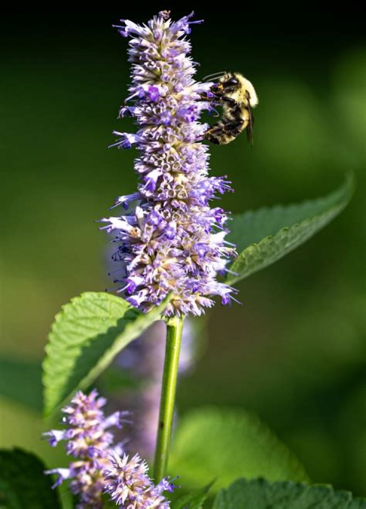 Are bees attracted to snapdragons?