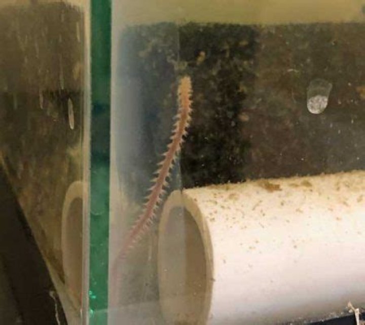 Are bristle worm dangerous?