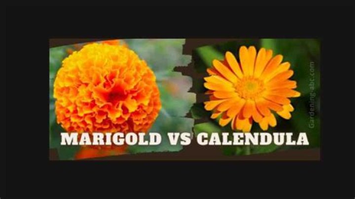 Are calendula and marigold the same?