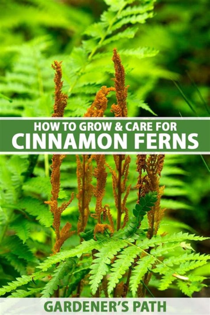 Are cinnamon ferns edible?