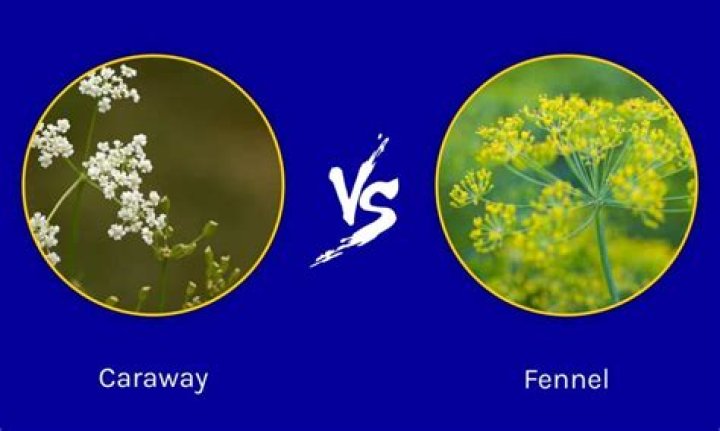 Are fennel and caraway seeds the same?