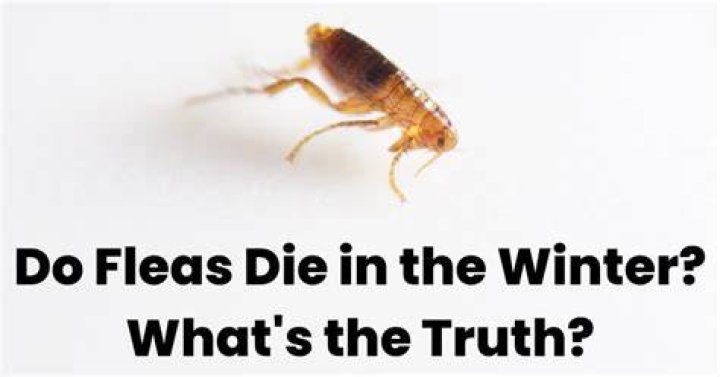 Are fleas bad in the winter?
