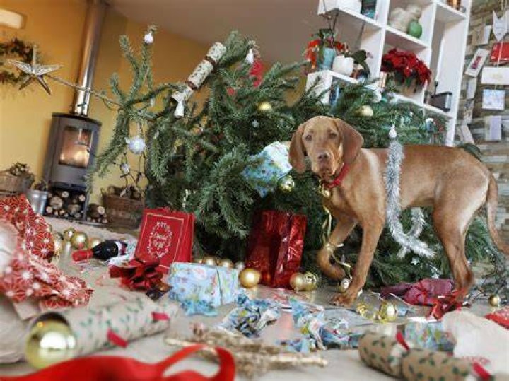 Are pine trees dangerous to dogs?