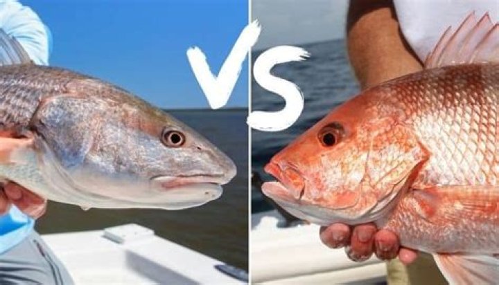 Are rockfish and red snapper the same?