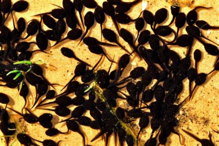 Are tadpoles algae eaters?