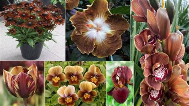 Are there brown flowers?