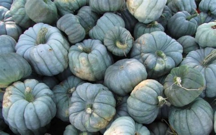 Are there real blue pumpkins?