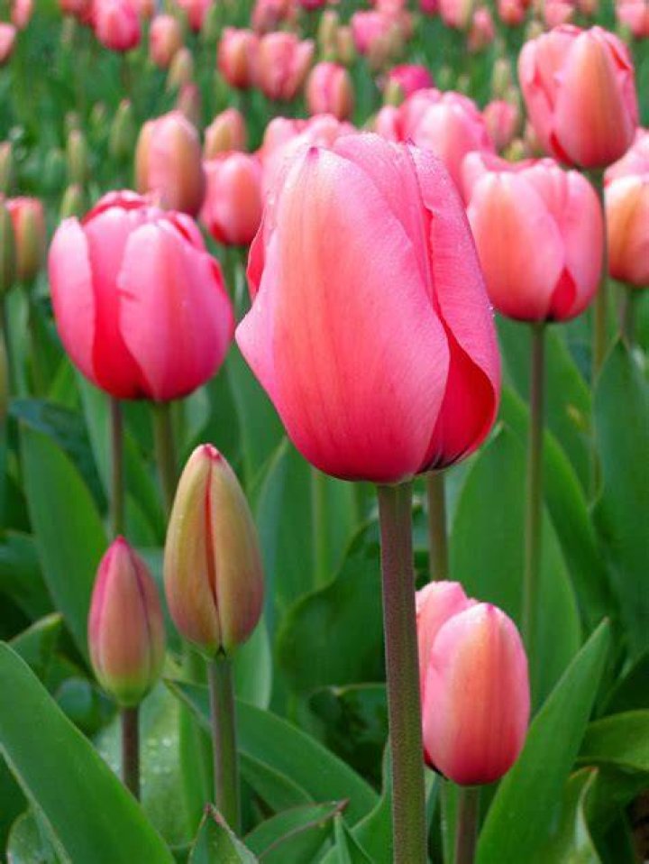 Are tulips edible for humans?
