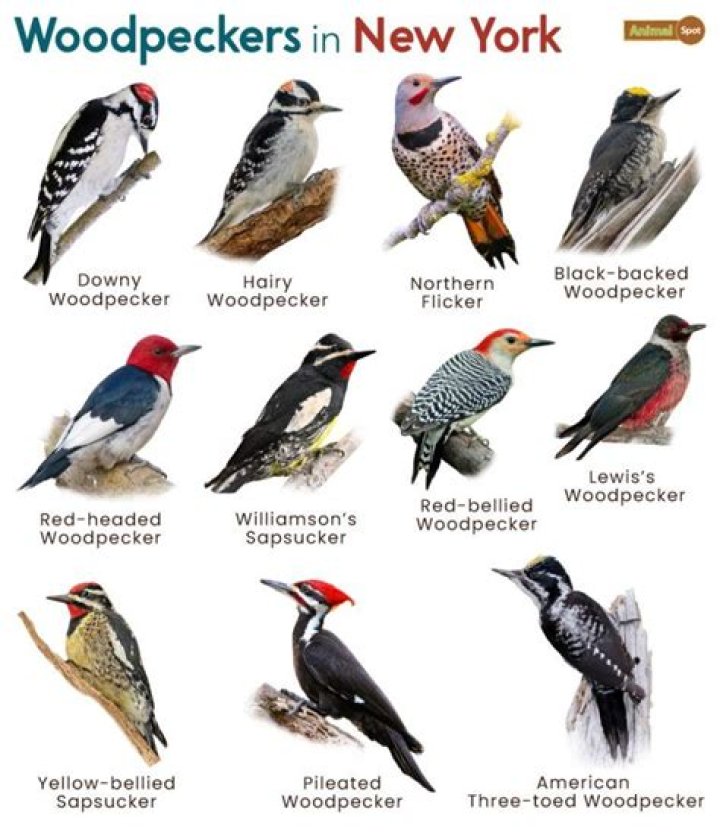 Are woodpeckers protected in Virginia?