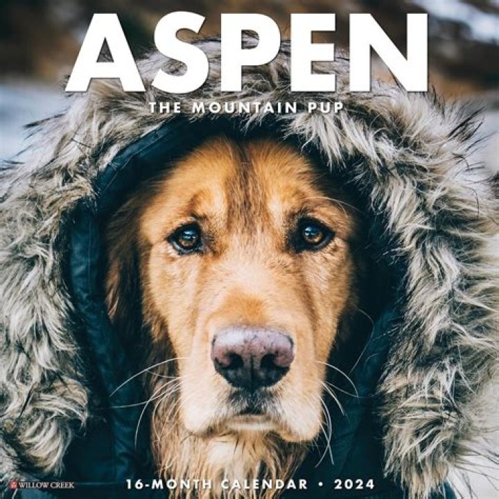 Aspen the Mountain Pup - Age, Family, Bio