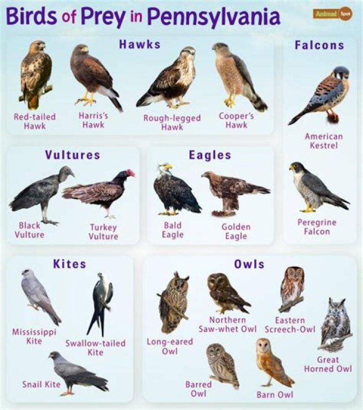 Birds of Prey - Cast, Ages, Trivia