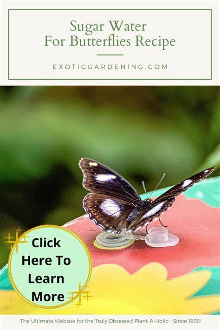 Can butterflies smell sugar water?
