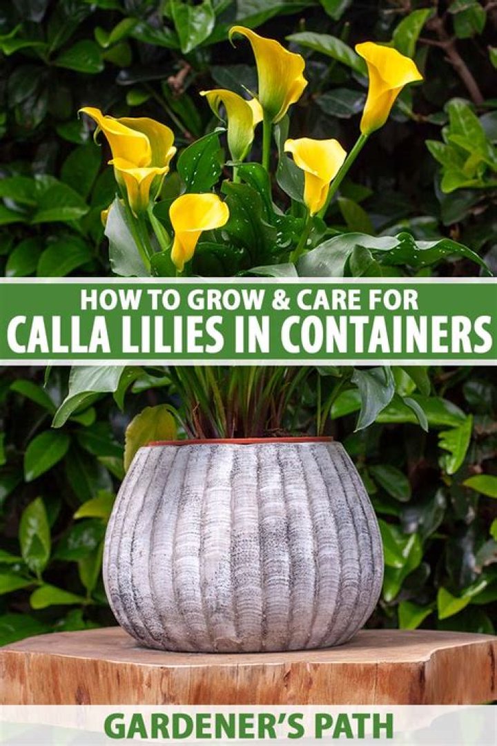 Can calla lilies grow indoors?