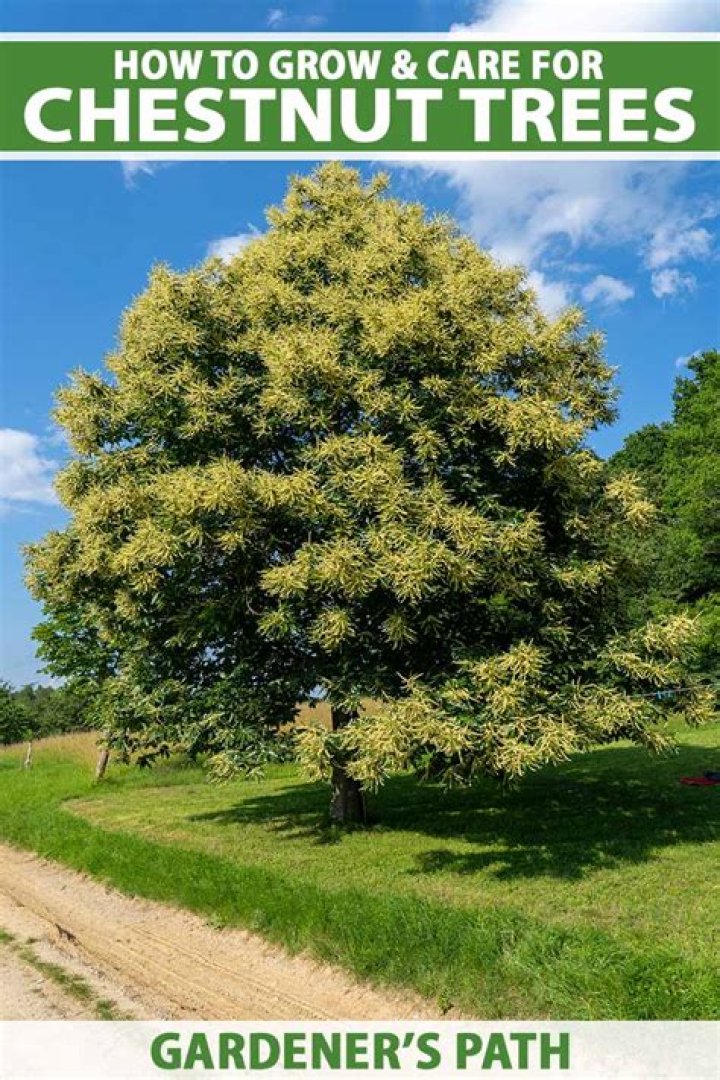 Can chestnut trees grow in Florida?