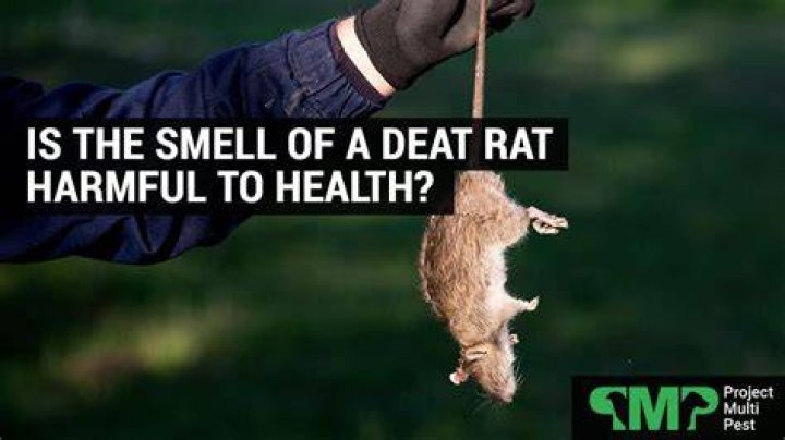 Can dead animal smell cause any health problem?