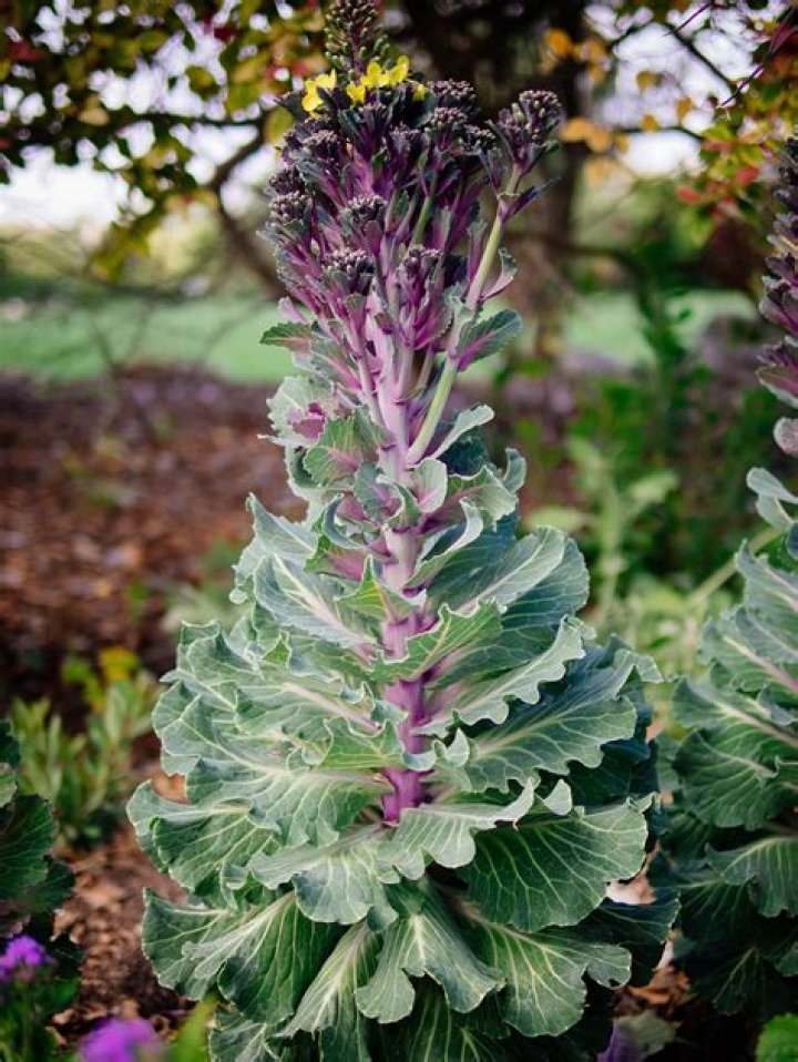 Can flowering kale be eaten?