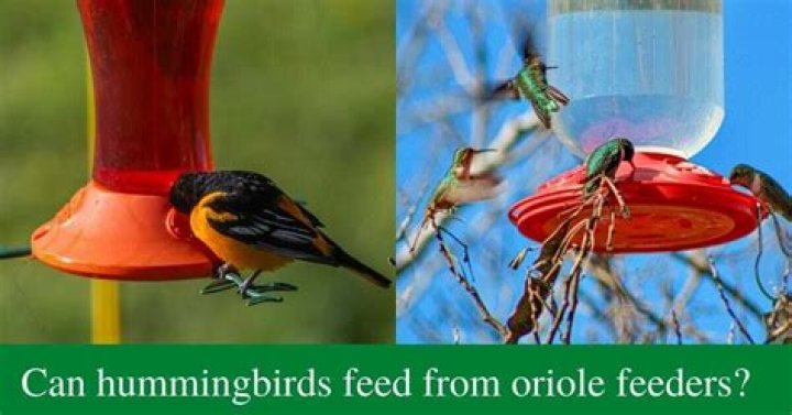 Can hummingbirds eat from Oriole feeders?