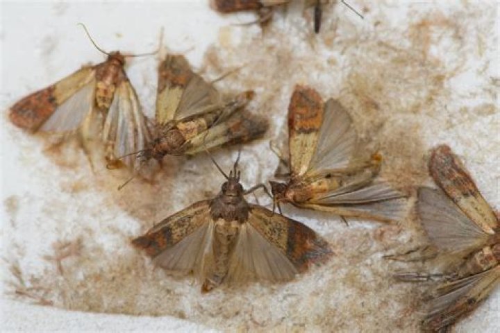 Can moths fly in the rain?