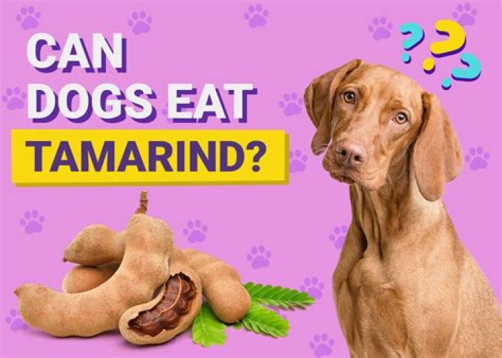 Can my dog eat tamarind?