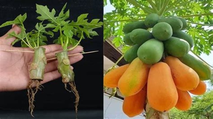 Can you cut the top of a papaya tree?