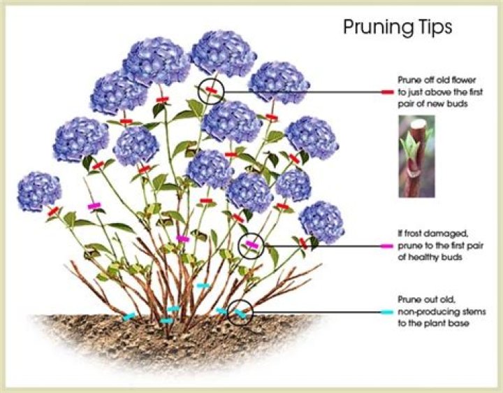 Can you divide hydrangea plants?