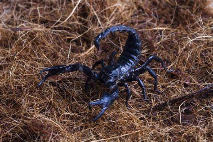 Can you kill a scorpion with hairspray?