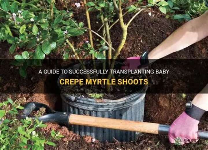 Can you transplant crepe myrtle?
