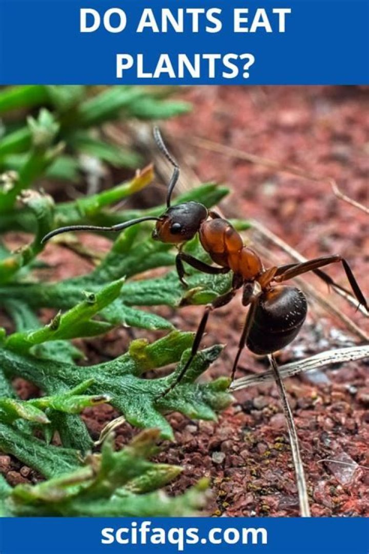 Do ants eat vegetable plants?