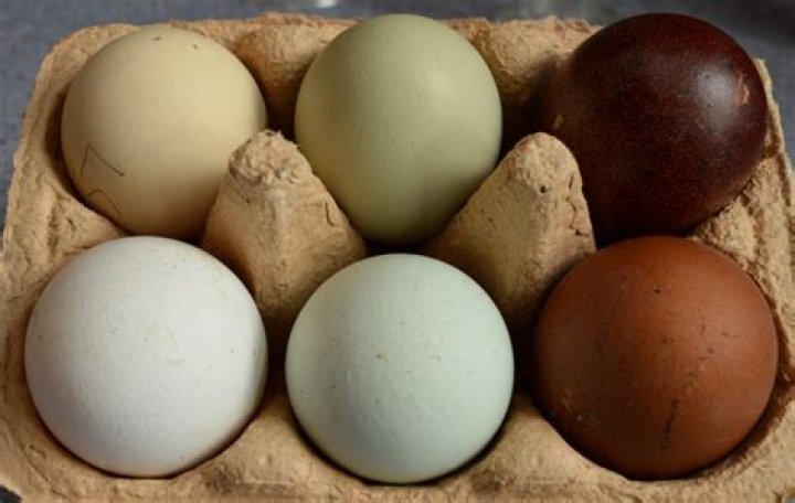 Do hens lay unfertilised eggs?