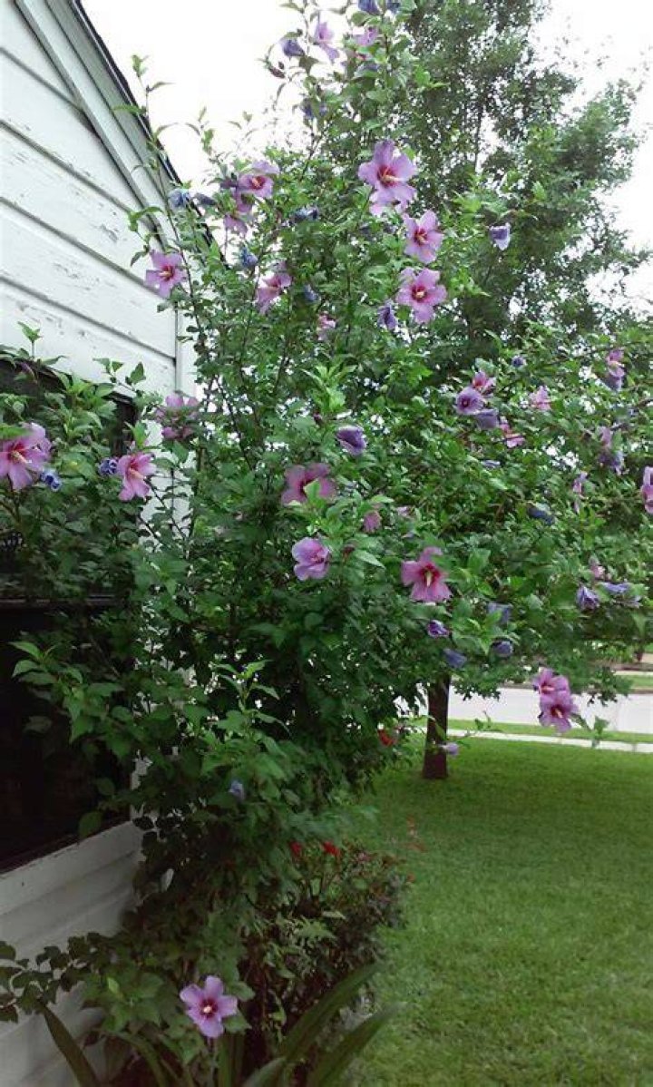 Do hibiscus plants climb?