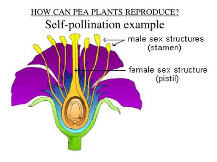 Do pea plants self pollinate?