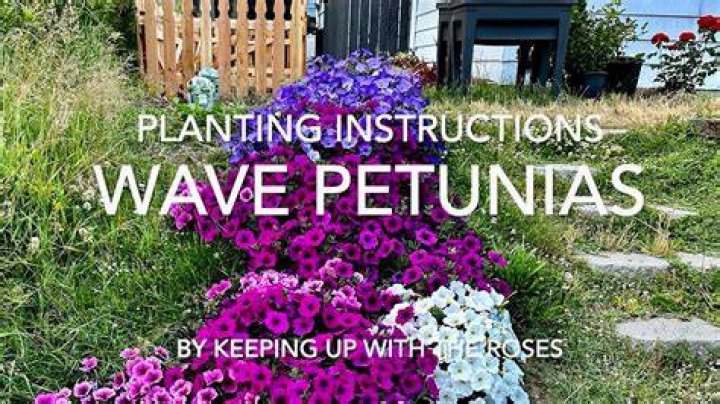 Do petunias do well in shade?