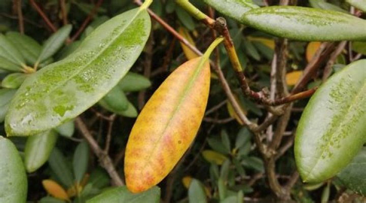 Do PJM rhododendrons lose their leaves?