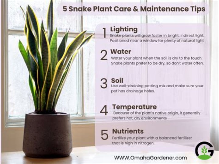 Do snake plants grow in full sun?