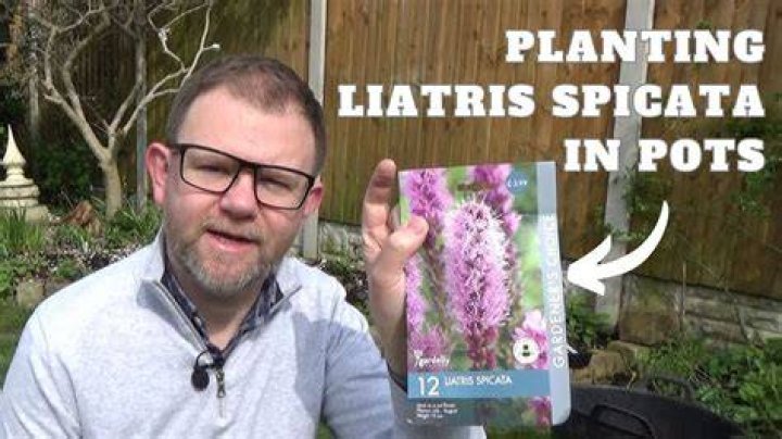 Do you prune Liatris?