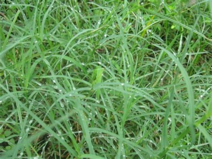 Does Bermuda grass grow well in shade?