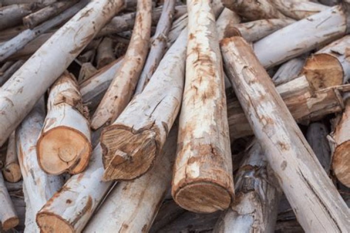 Does eucalyptus burn good firewood?