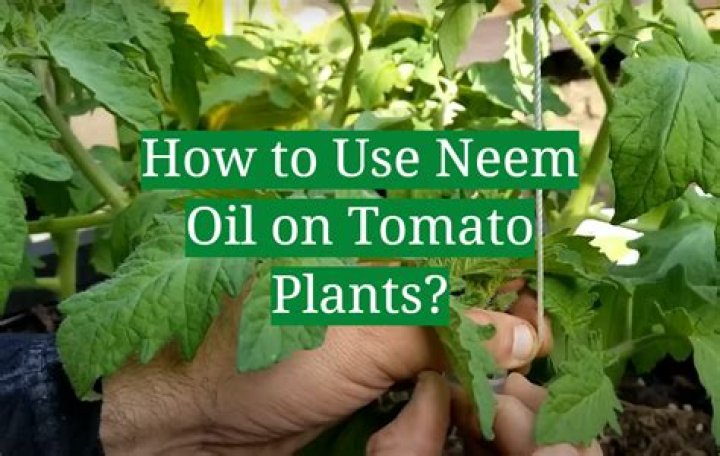 Does neem oil work for tomato blight?