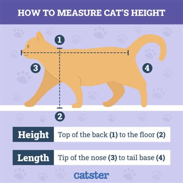 Doja Cat height: How tall is Doja Cat?