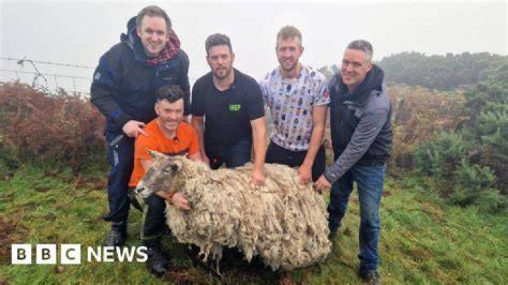 Farmers Rescue Britain’s Loneliest Sheep from Scottish Cliff After 2 Years of Solitude!