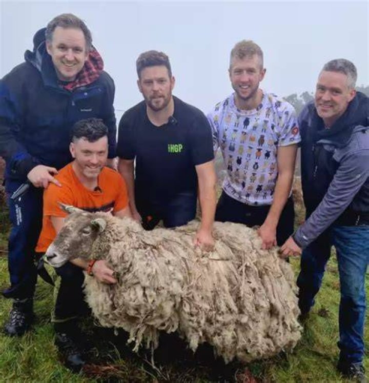 Farmers Rescue Britain’s Loneliest Sheep from Scottish Cliff After 2 Years of Solitude! Farmers Rescue Britain’s Loneliest Sheep from Scottish Cliff After 2 Years of Solitude!