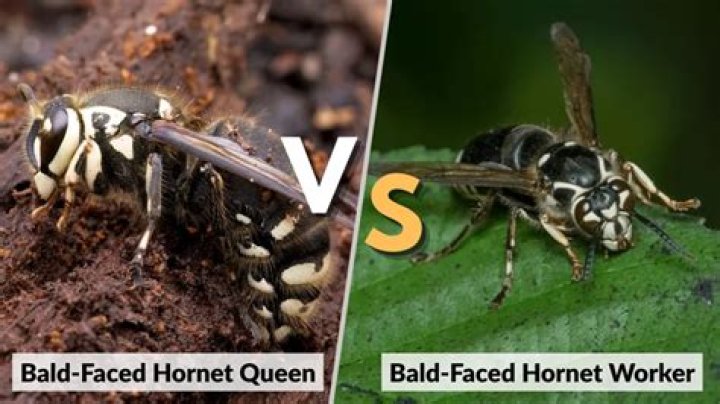 How dangerous are bald faced hornets?