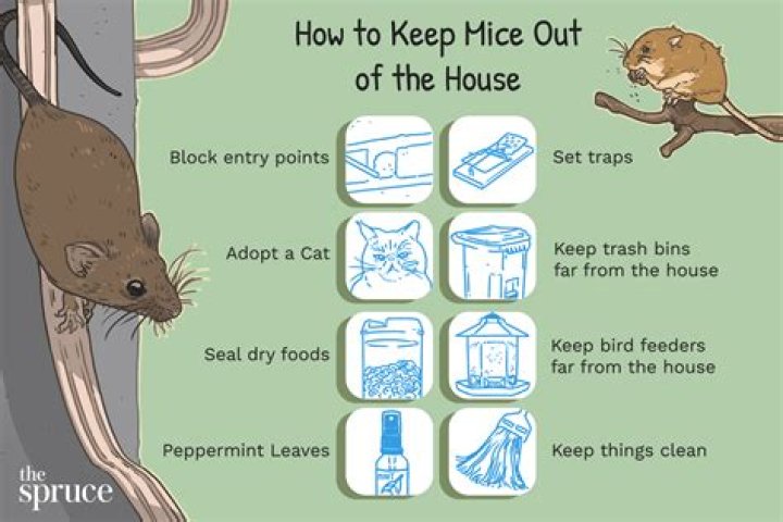 How do I keep mice out of my restaurant?