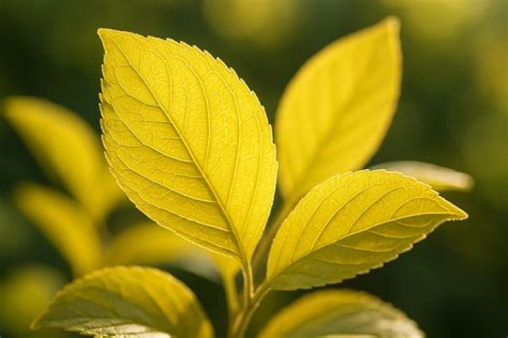 How do you fix yellow leaves on Daphne?