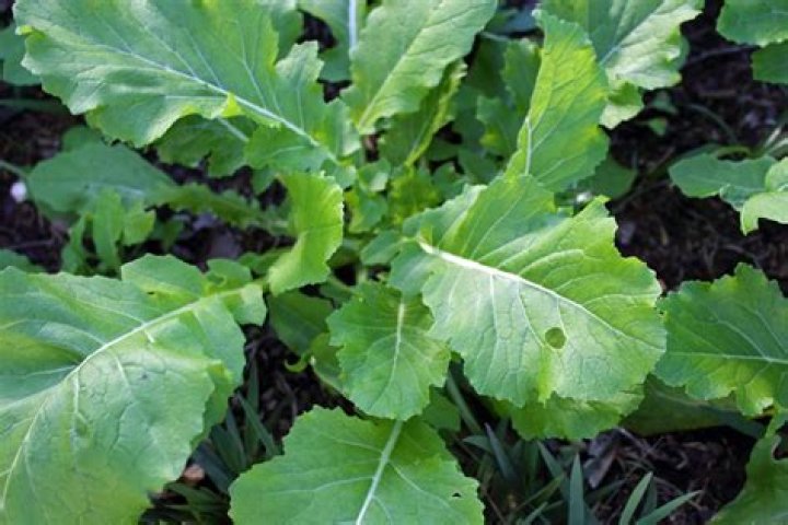 How do you get rid of bugs on turnip greens?