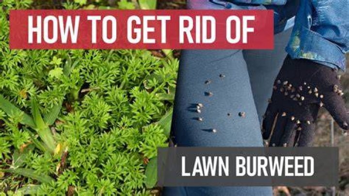 How do you get rid of Burweed grass?