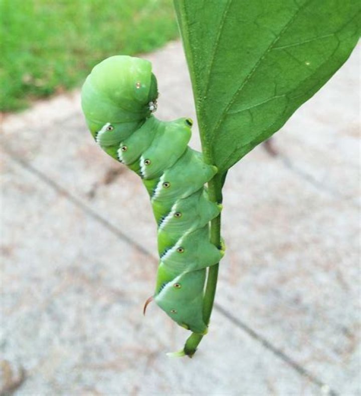 How do you get rid of green caterpillars naturally?
