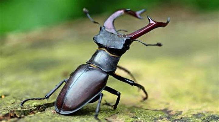 How do you get rid of stag beetles?